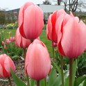 Tulipa  hybride de Darwin 'Pink Impression'